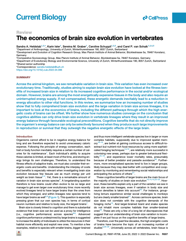 The economics of brain size evolution in vertebrates